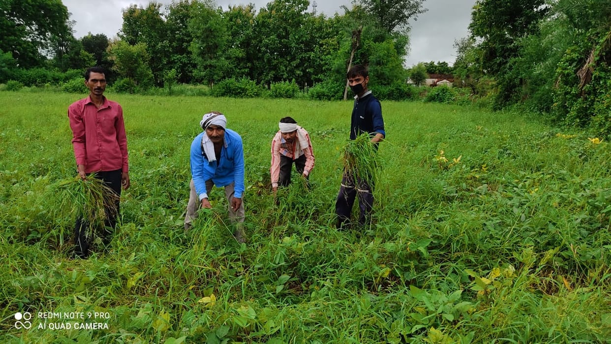weed harm soyabeen and urad crop