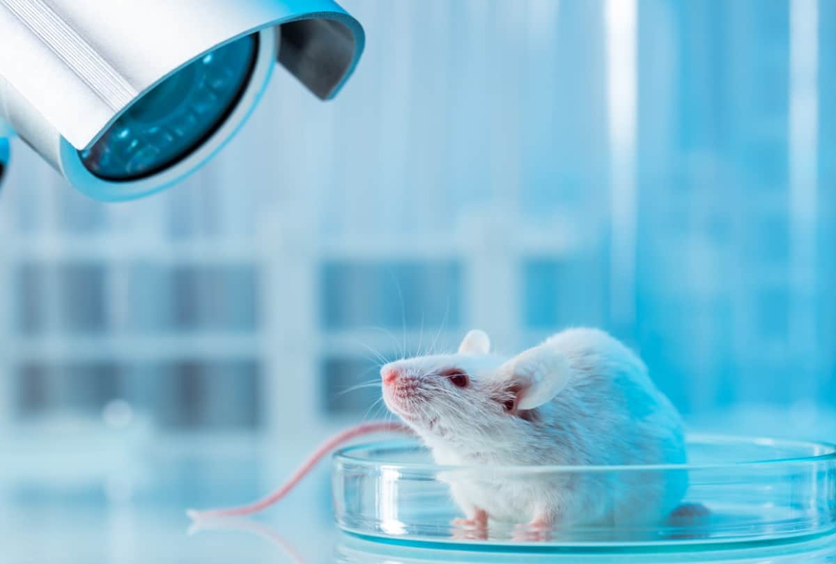 Coronavirus vaccine updates Bharat Biotech licensing deal with Washington University School of Medicine for Covid 19 intranasal vaccine