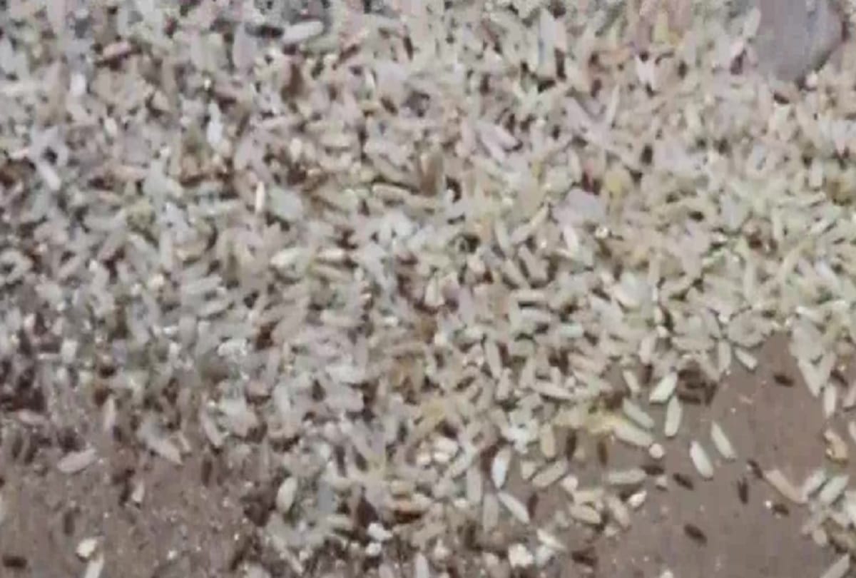 Naraingarh Tehsil of Ambala facing red flour beetles menace