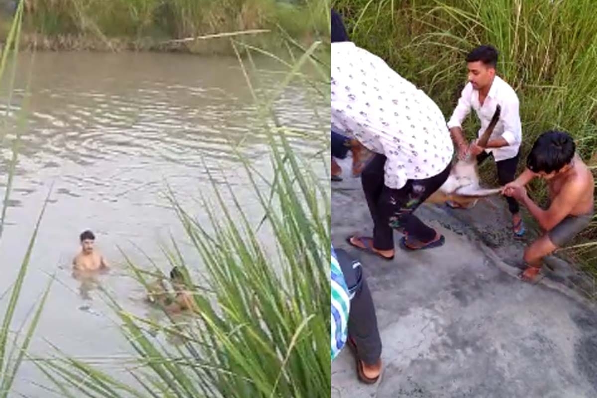 deer Jumps in the Yamuna Canal to avoid dogs Shaml, youth rescued