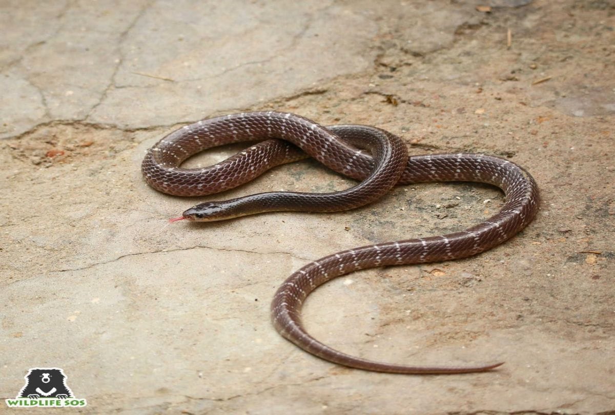Common Krait Snake In Kitchen Wild Life Sos Team Rescue