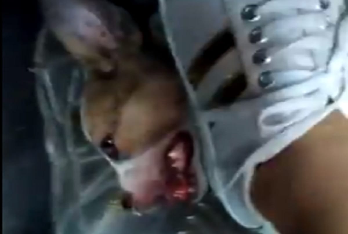 Animal cruelty case girl named Puja Dhillon sitting in car crushes puppies and kills them video viral on social media