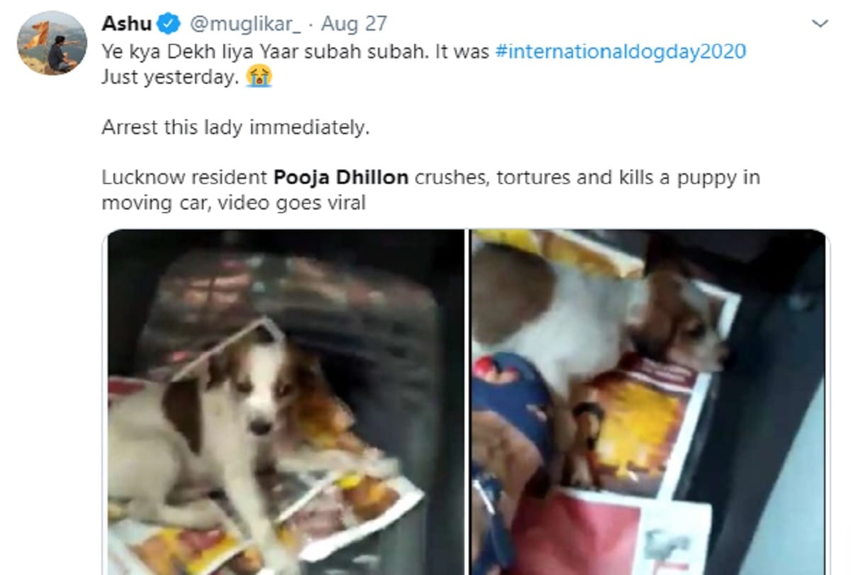 Animal cruelty case girl named Puja Dhillon sitting in car crushes puppies and kills them video viral on social media