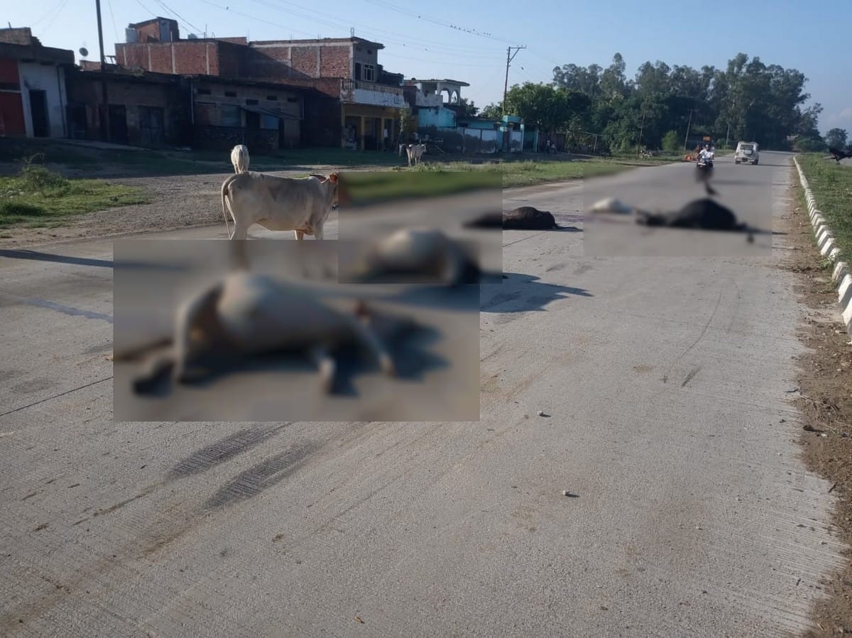 Tragic accident, five cows and two calves die from truck in Varanasi-Azamgarh