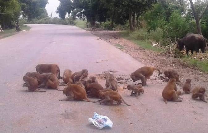 Wild Animals