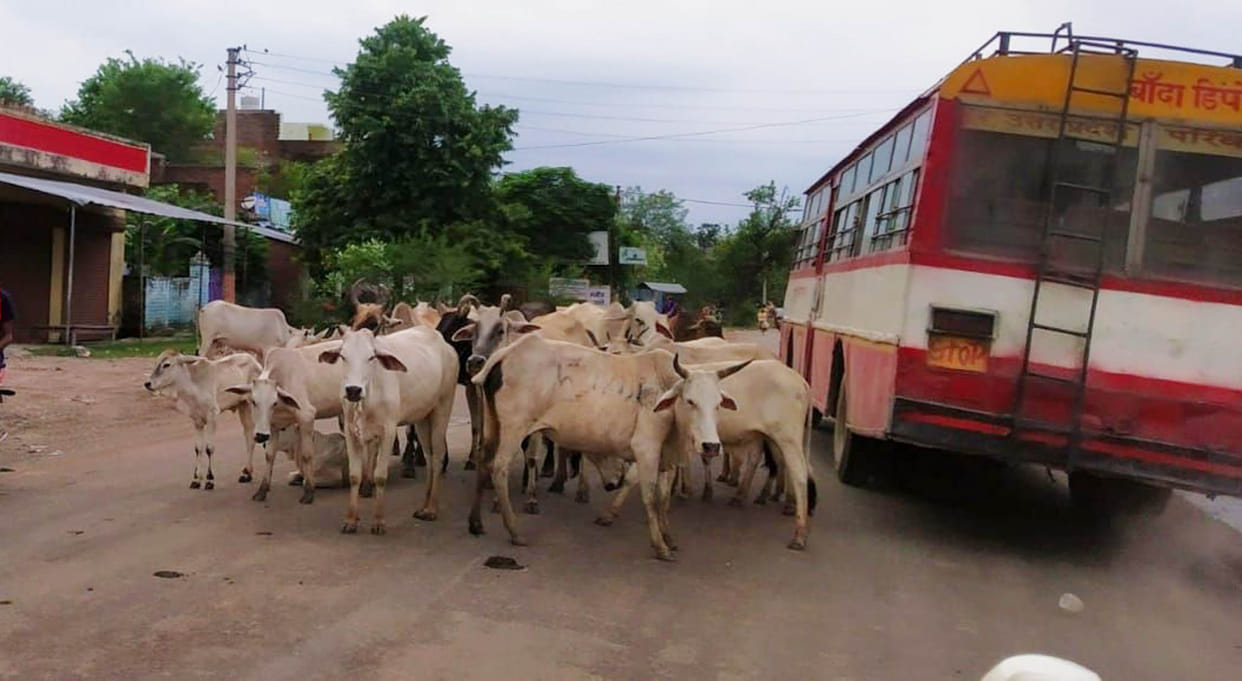 Anna cattle of roads send cow shed in five days