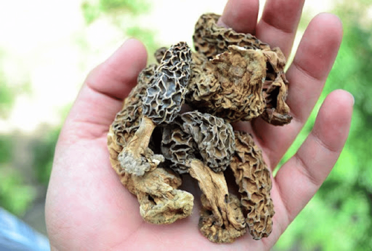gucchi most expensive vegetable of India, which sells for 30 thousand rupees kg