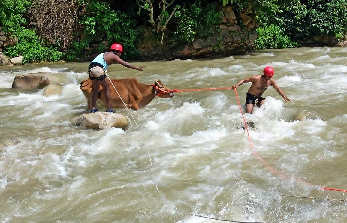 Rescue a cow trapped in a river