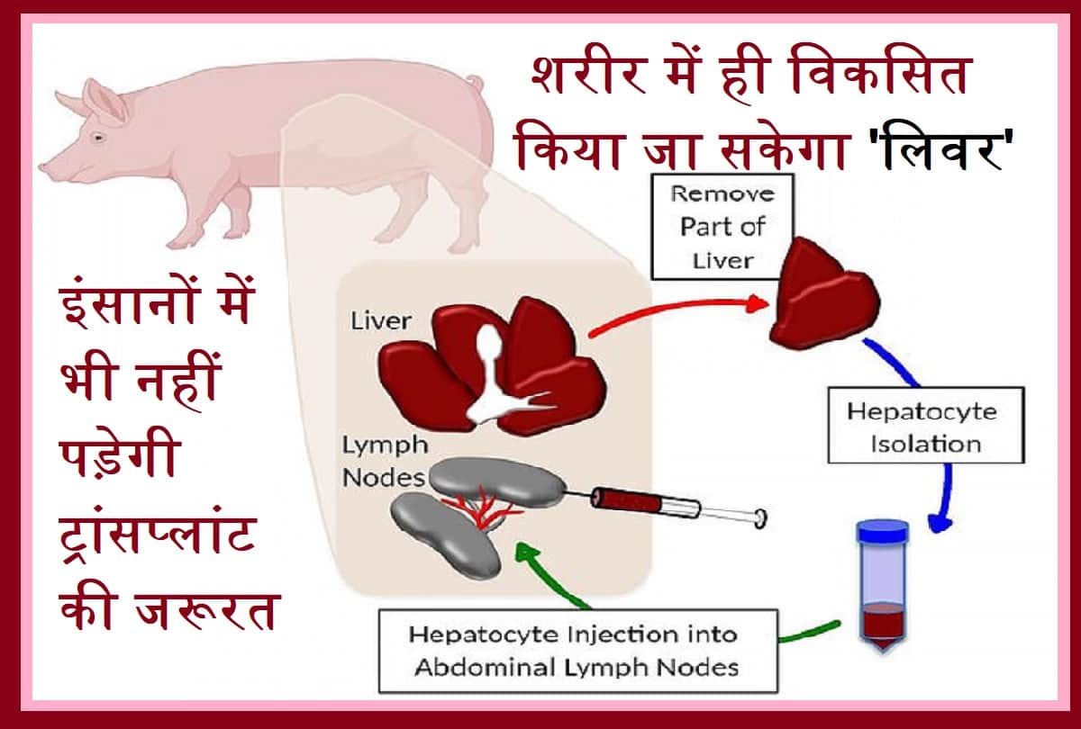 Pigs Can Now Develop An Extra Liver In Lymph Nodes; New health research says no need to liver transplant in human