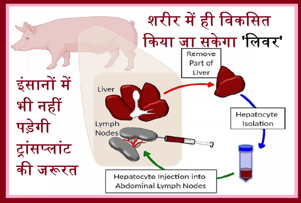 Pigs Can Now Develop An Extra Liver In Lymph Nodes; New health research says no need to liver transplant in human