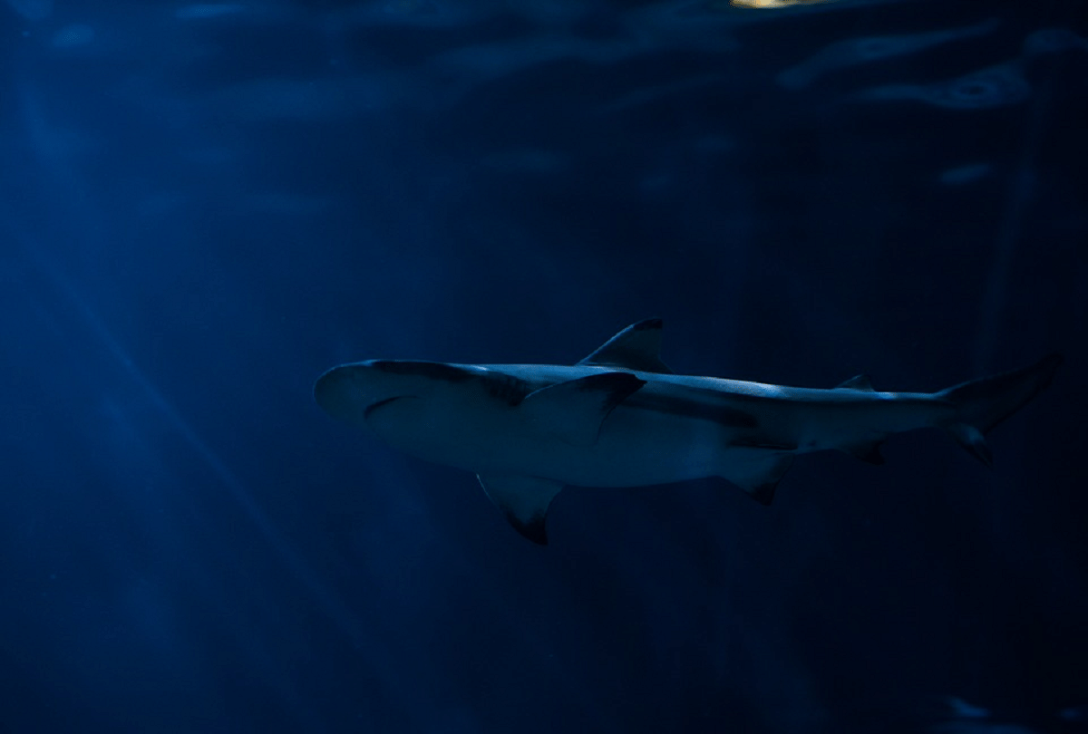 why do marine creatures swim in circles