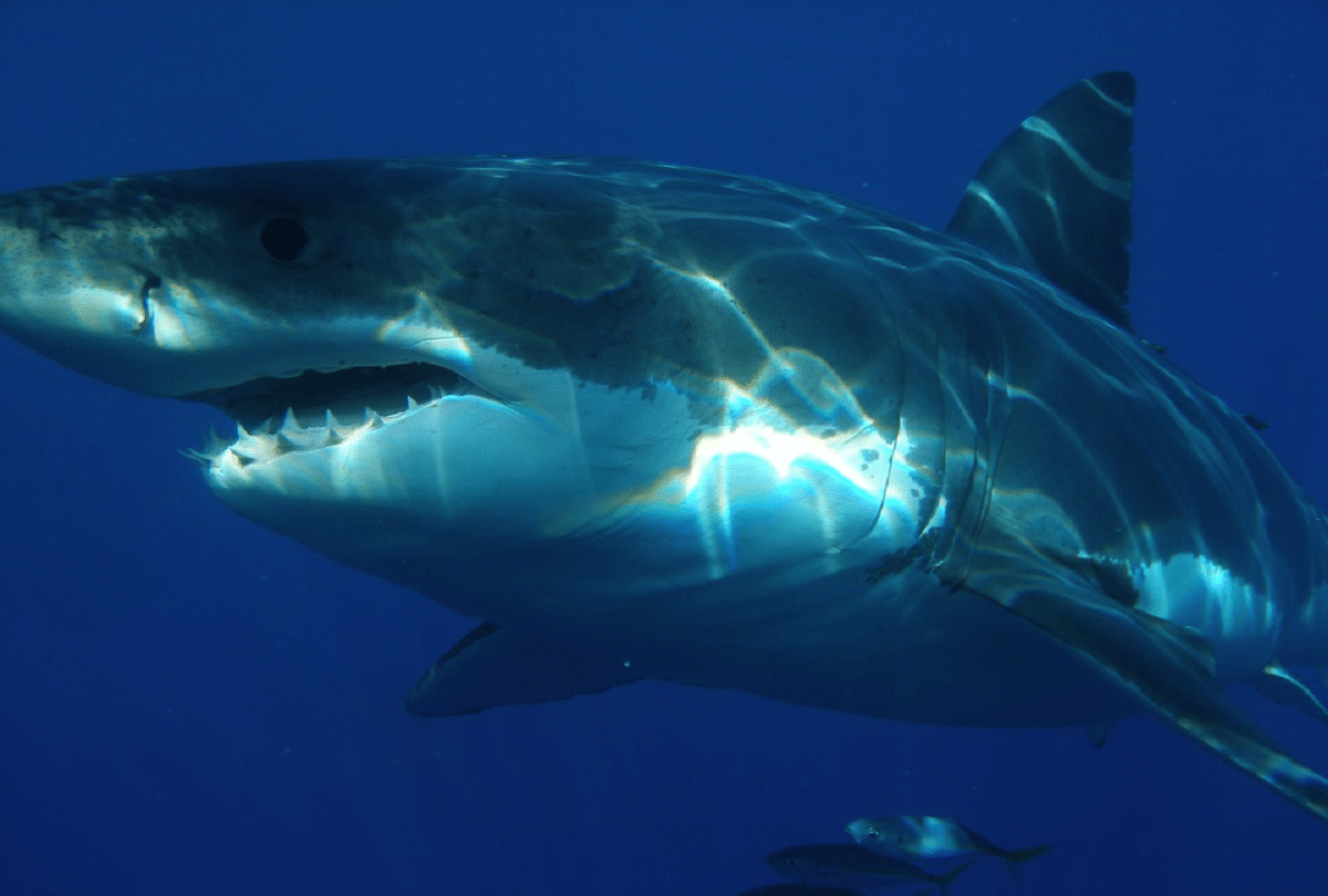 shark population decreased at global level recent study reveals