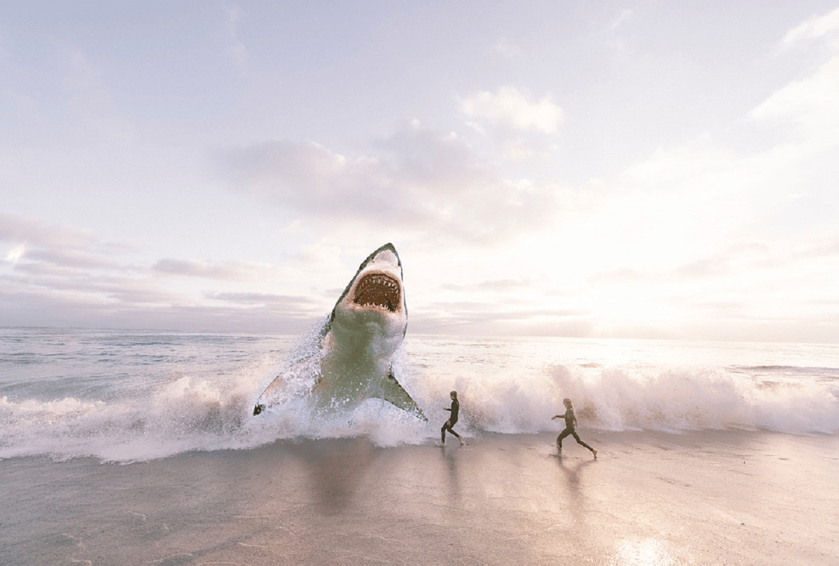 shark population decreased at global level recent study reveals