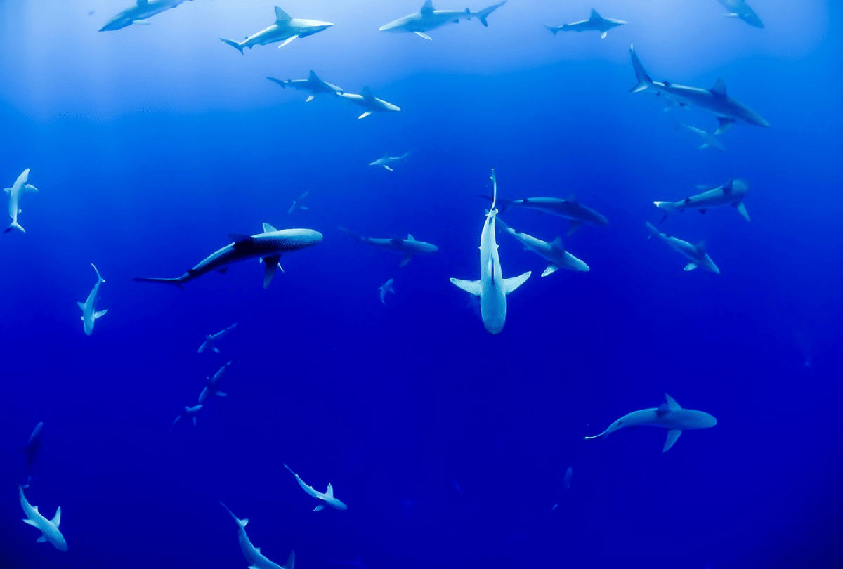 why do marine creatures swim in circles