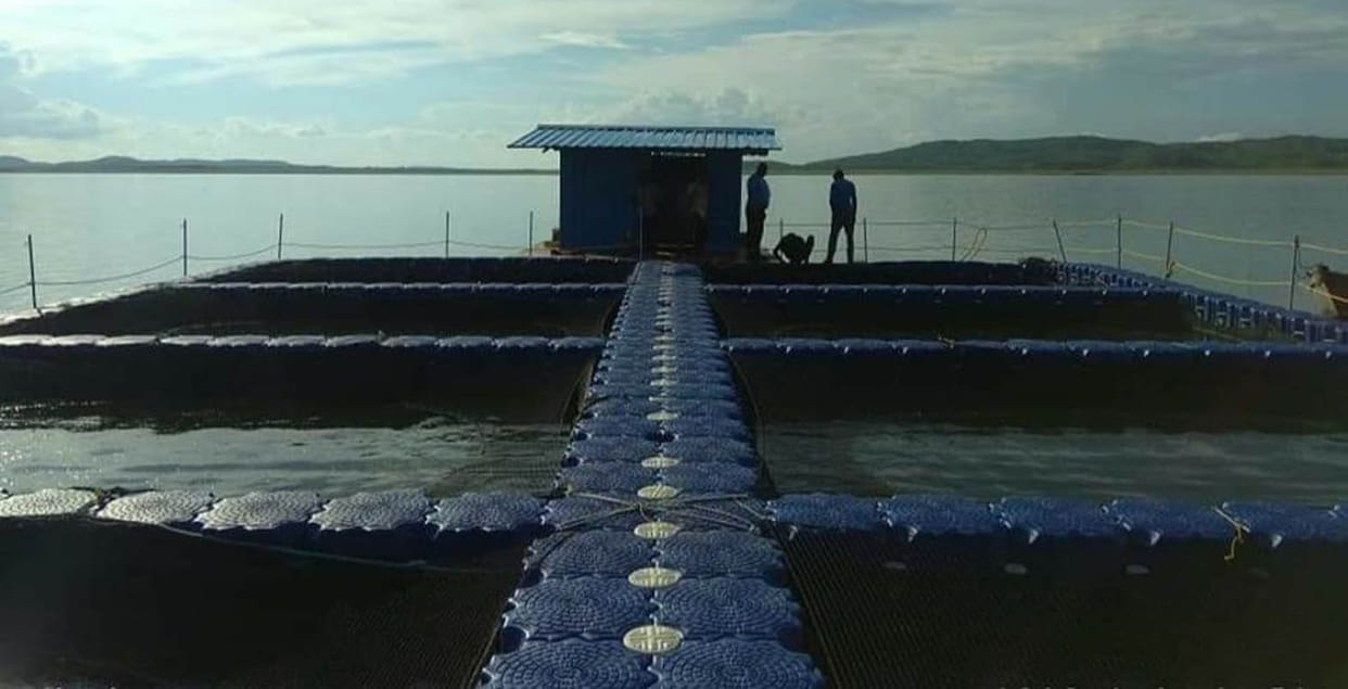 Fishes will breed in cages in four dams of Bundelkhand