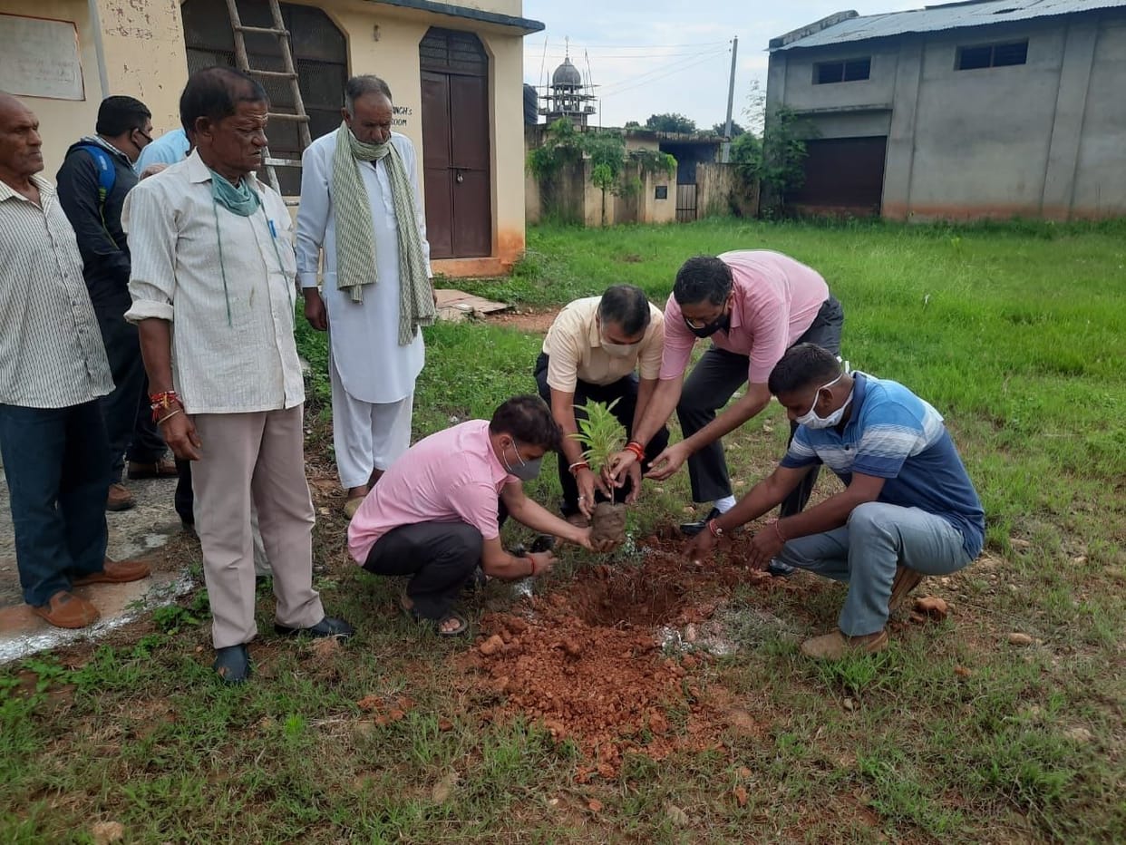 tree plantation