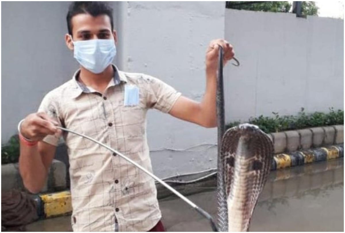 A four feet long Cobra was spotted near gate of Saket Metro Depot yesterday snake was relocated to safe habitat, Wildlife SOS