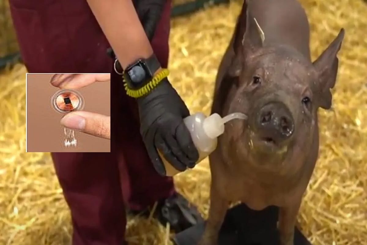 Elon Musk Neuralink unveils pig with computer chip in brain