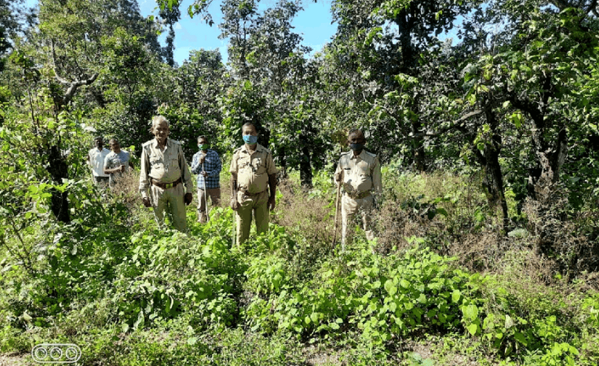Elephants orchestrated in Sonbhadra, forest department and villagers gathered to stop the torch by burning at night
