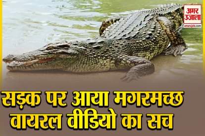 crocodile viral video of Hoshangabad and vadodara truth behind crocodile video