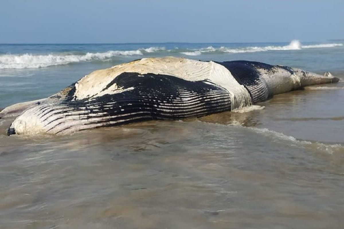 PM Narendra Modi reiterates commitment to safety of whale shark in Gujrat