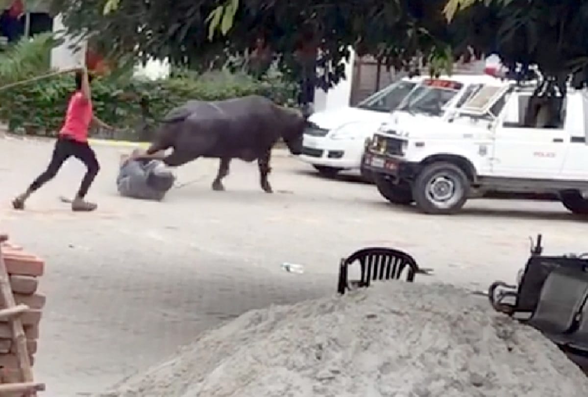 buffalo in sambhal kotawali
