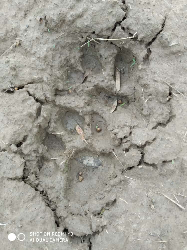 Wild Animals