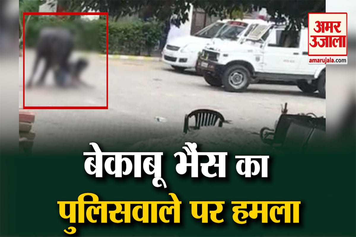 भैंस