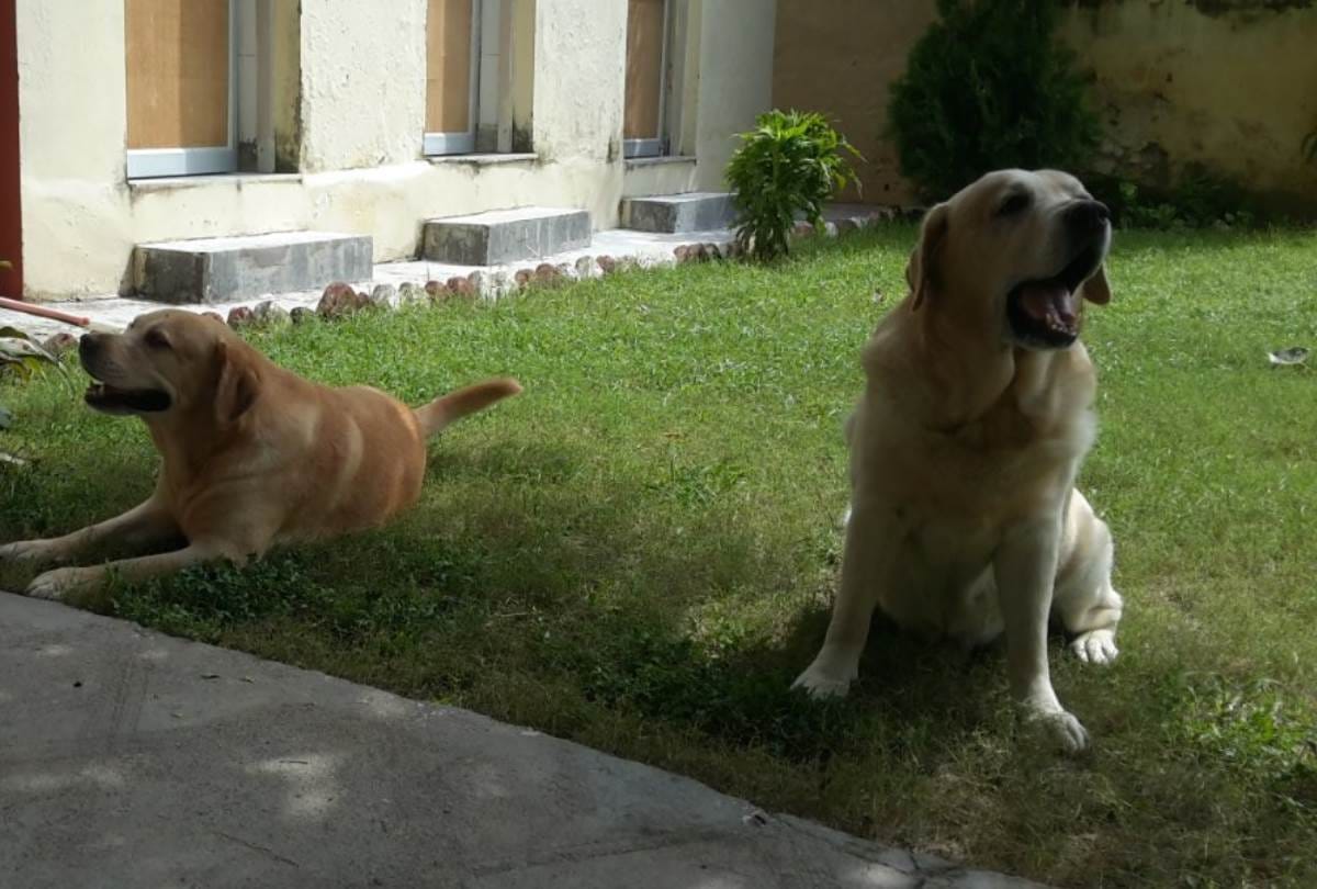 two dogs retired after eight years of service from CISF at amausi airport, officers became emotional
