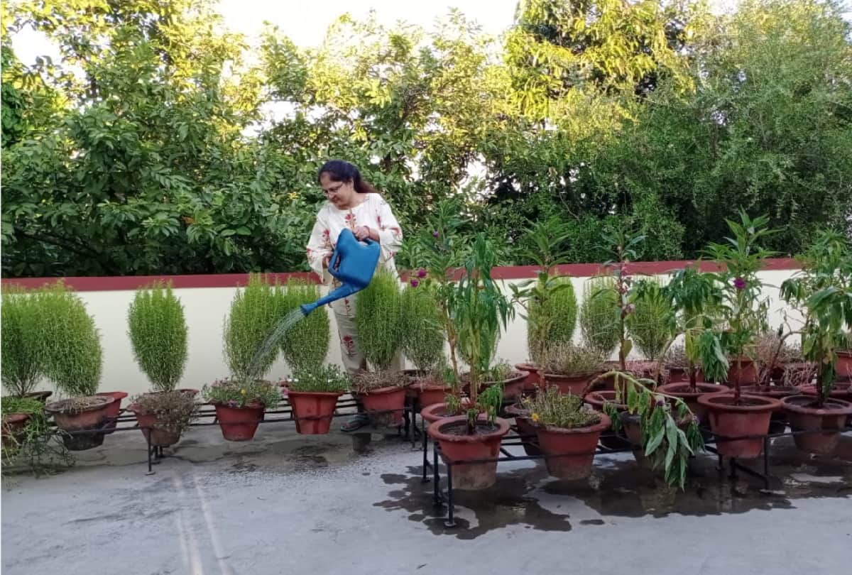 Special story of Gardening by Pro. Sudha Yadav, Pushpadanta Jain, Vandana Gupta and Nusrat Atiq in gorakhpur