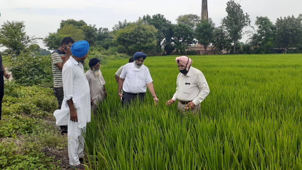 Do not spray unnecessary paddy sangoor