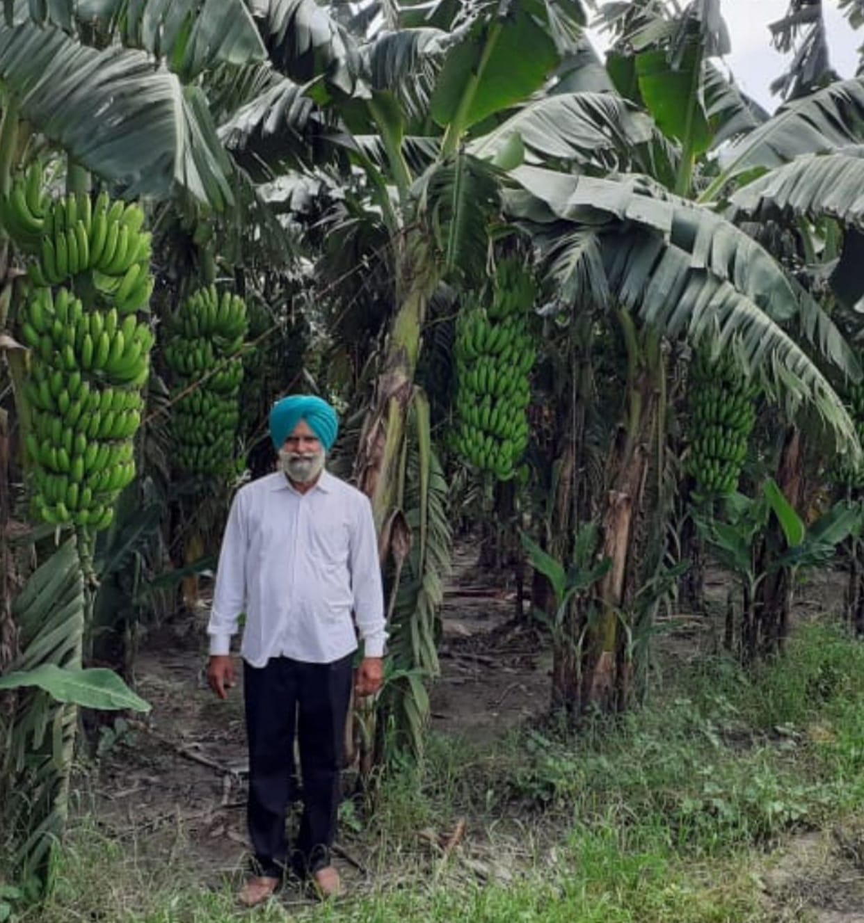 G-9 banana in kashipur