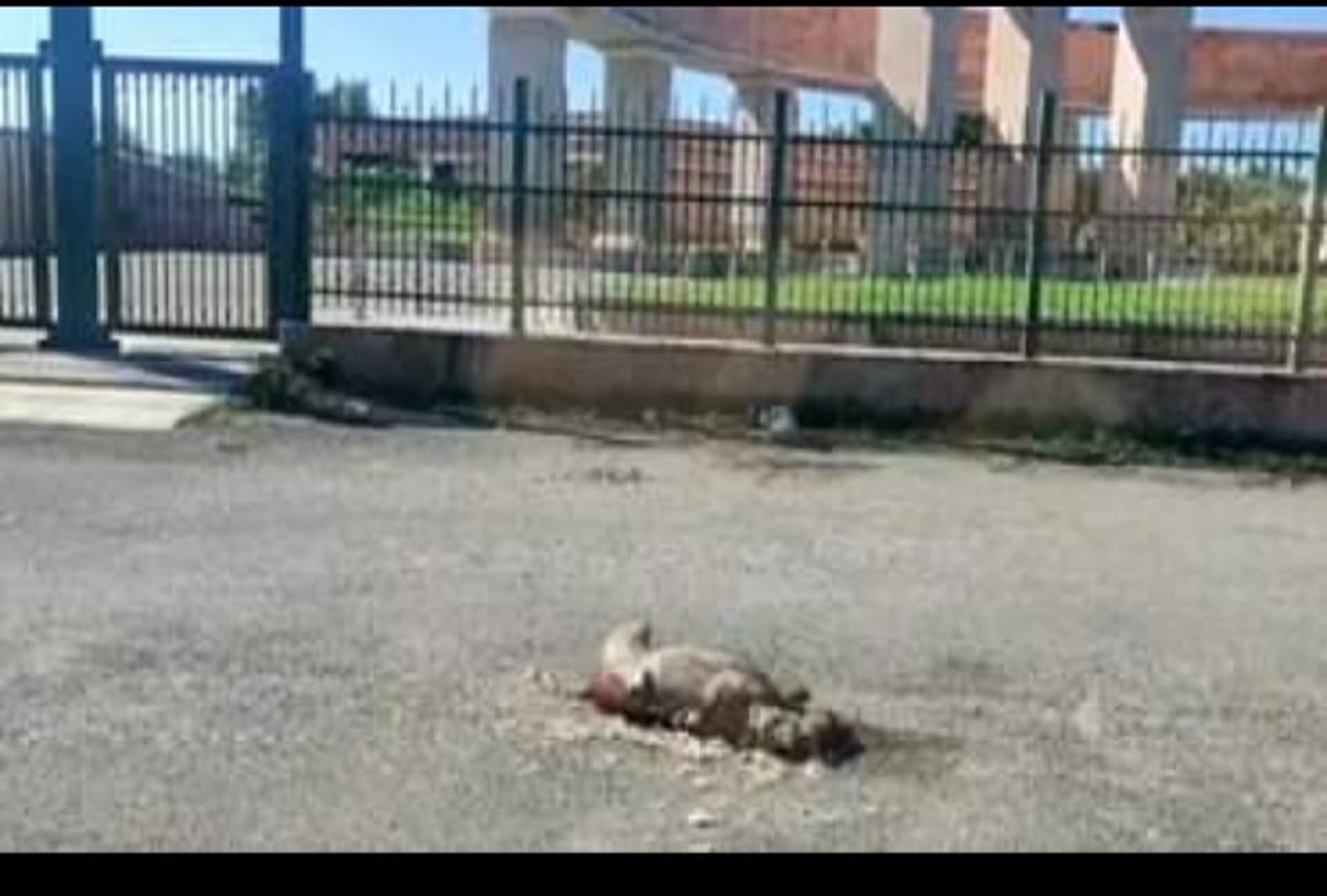 Lucknow 4 dogs burn near janeshwar mishra park animal activist file complaint