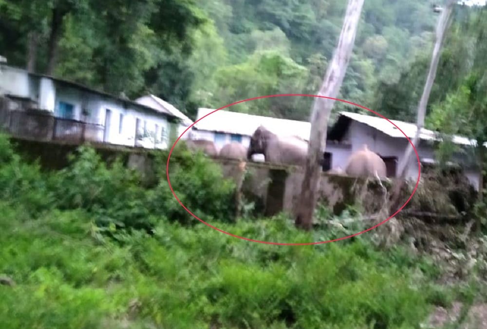 Angry Elephant Entered On Highway kotdwar and sabotage in jal nigam