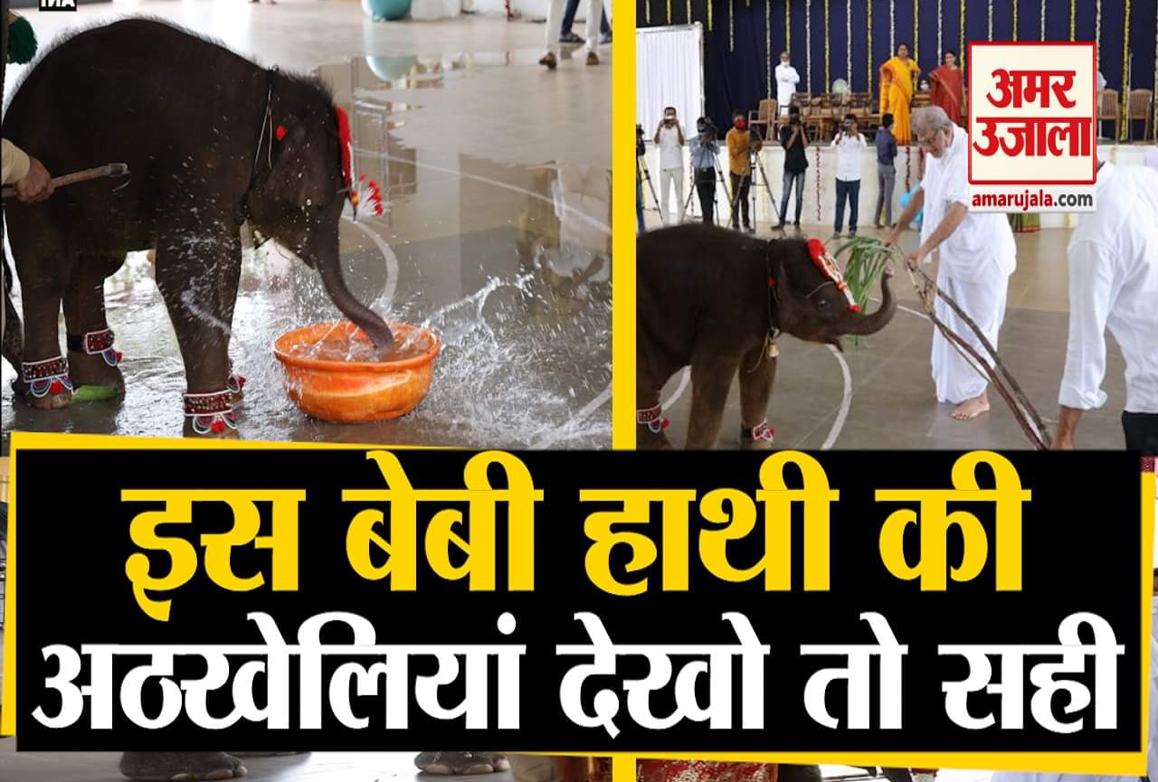 बेबी हाथिनी