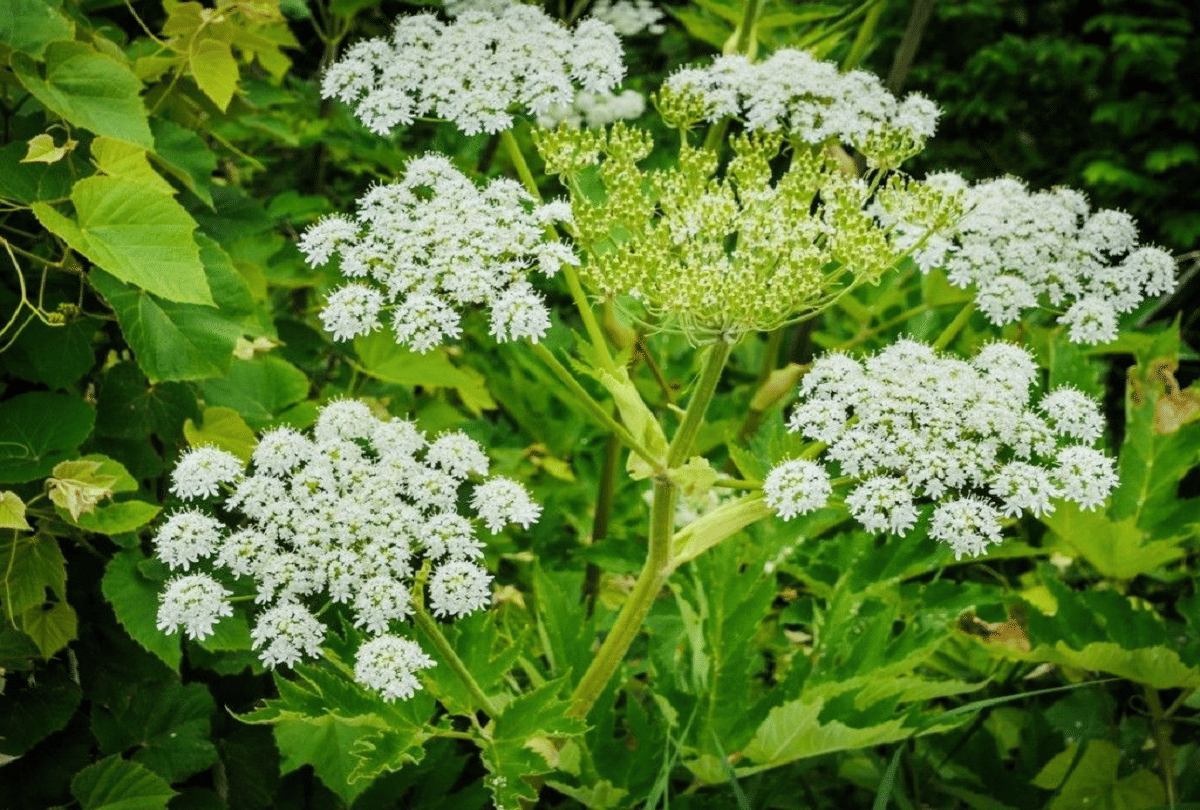 Giant Hogweed most poisonous plant in world which can be lost only by touching