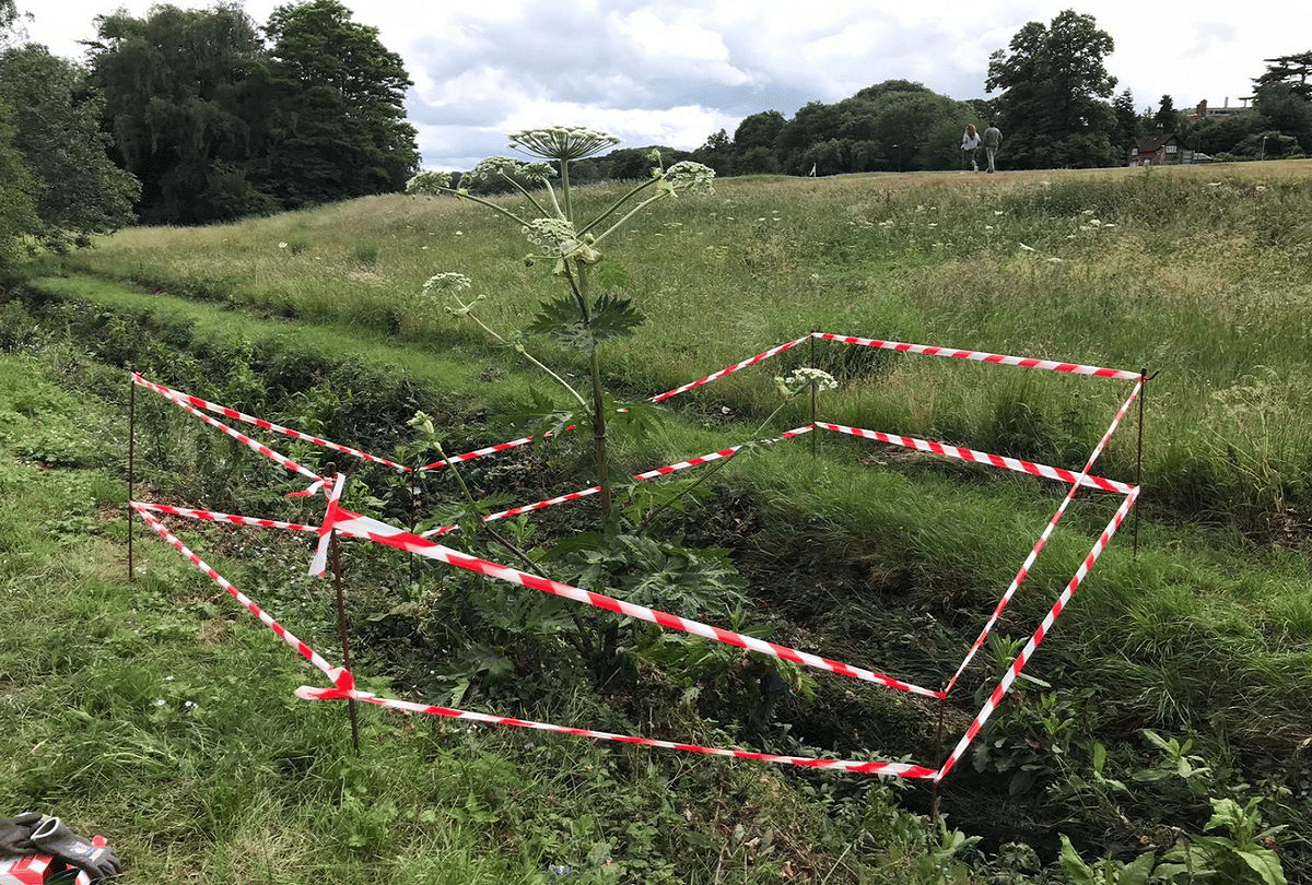 Giant Hogweed most poisonous plant in world which can be lost only by touching