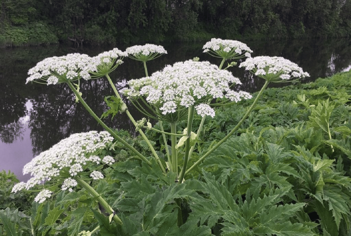 Giant Hogweed most poisonous plant in world which can be lost only by touching