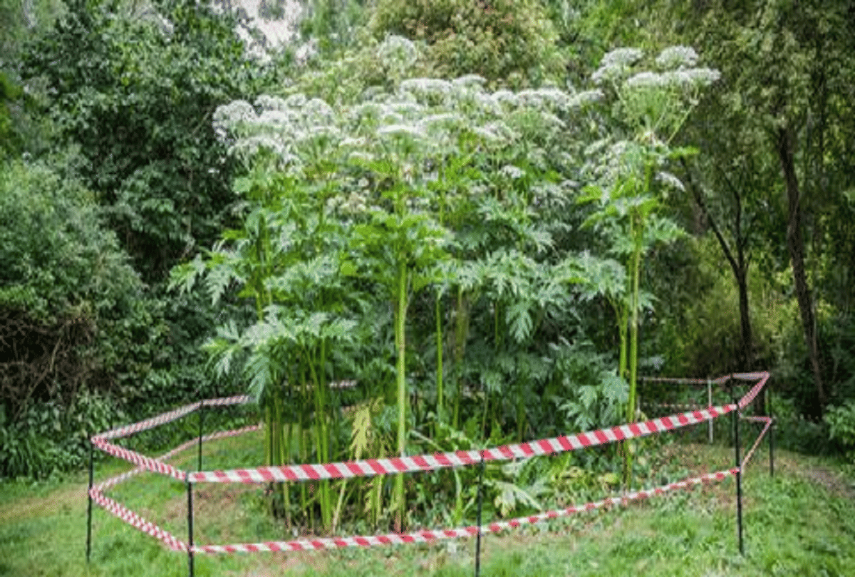 Giant Hogweed most poisonous plant in world which can be lost only by touching