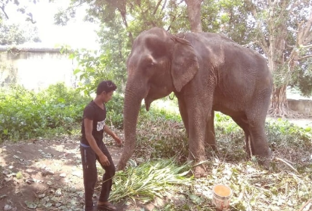 Fauna medicinal and precious trees filled with plants Sohgibarwan Wildlife Division Maharajganj