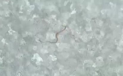 Snakes with water coming out of hand pump, panic in area in jaunpur village