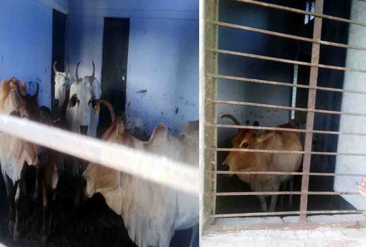 Villagers troubled by Anna cattle in chitrakoot