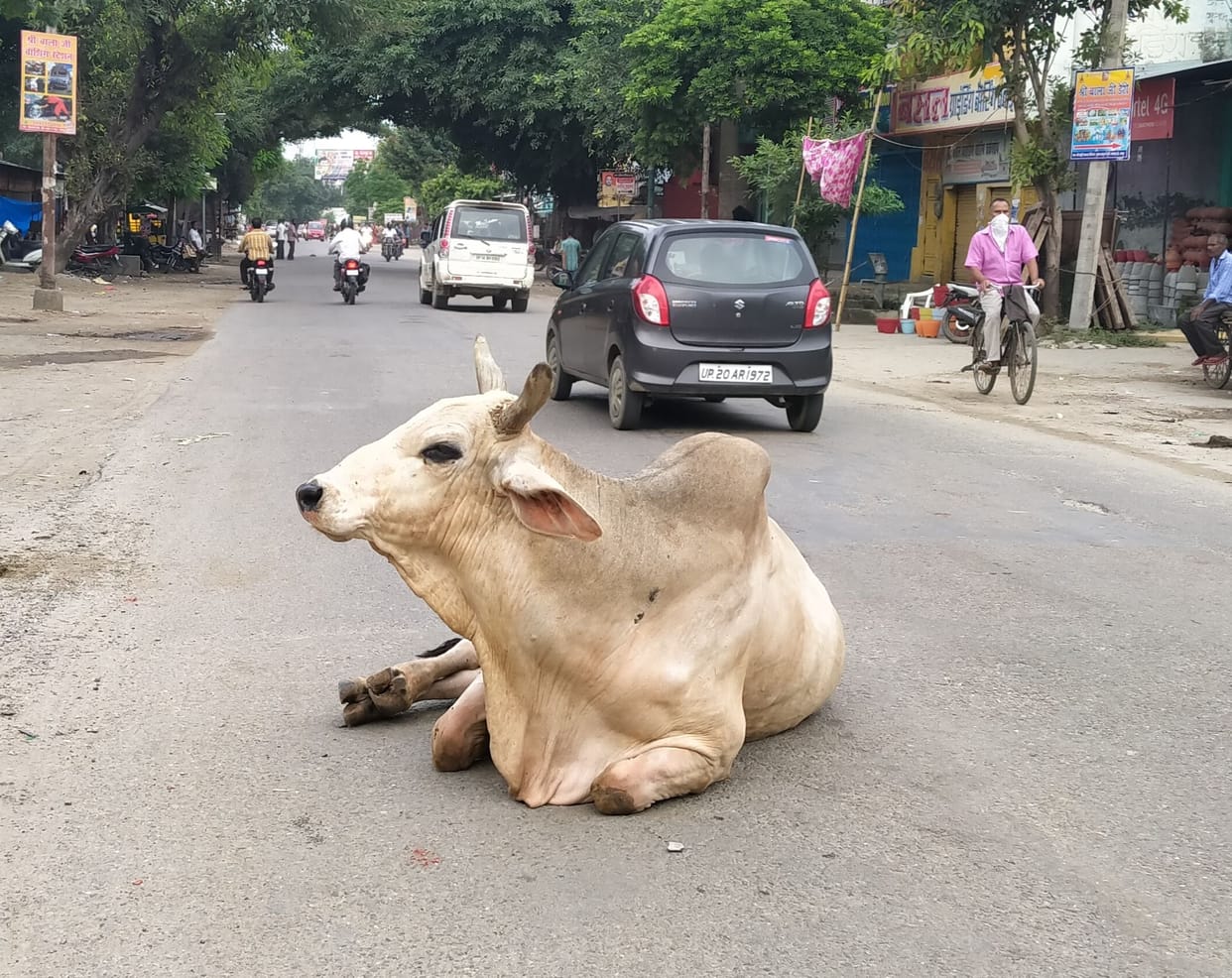 Goshalas empty in Bijnor, cows roaming on the streets
