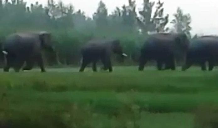Elephants trample paddy and sugarcane crops