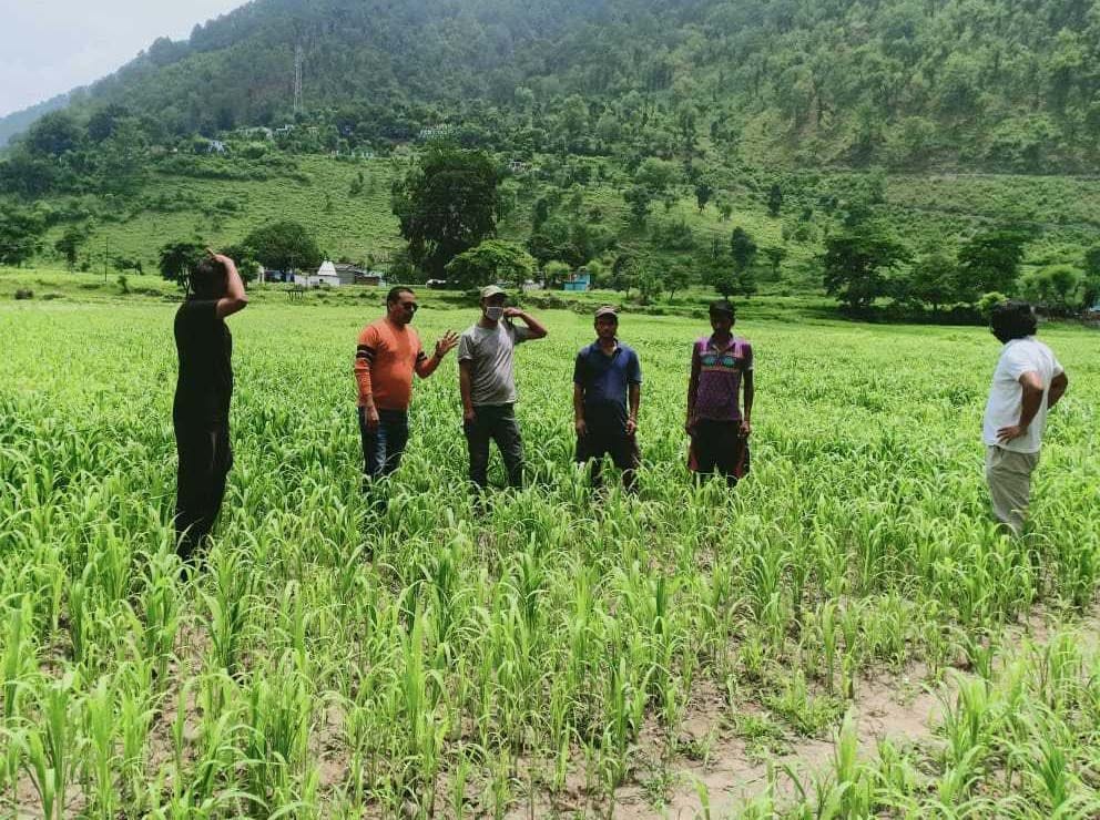 Farming in Champawat