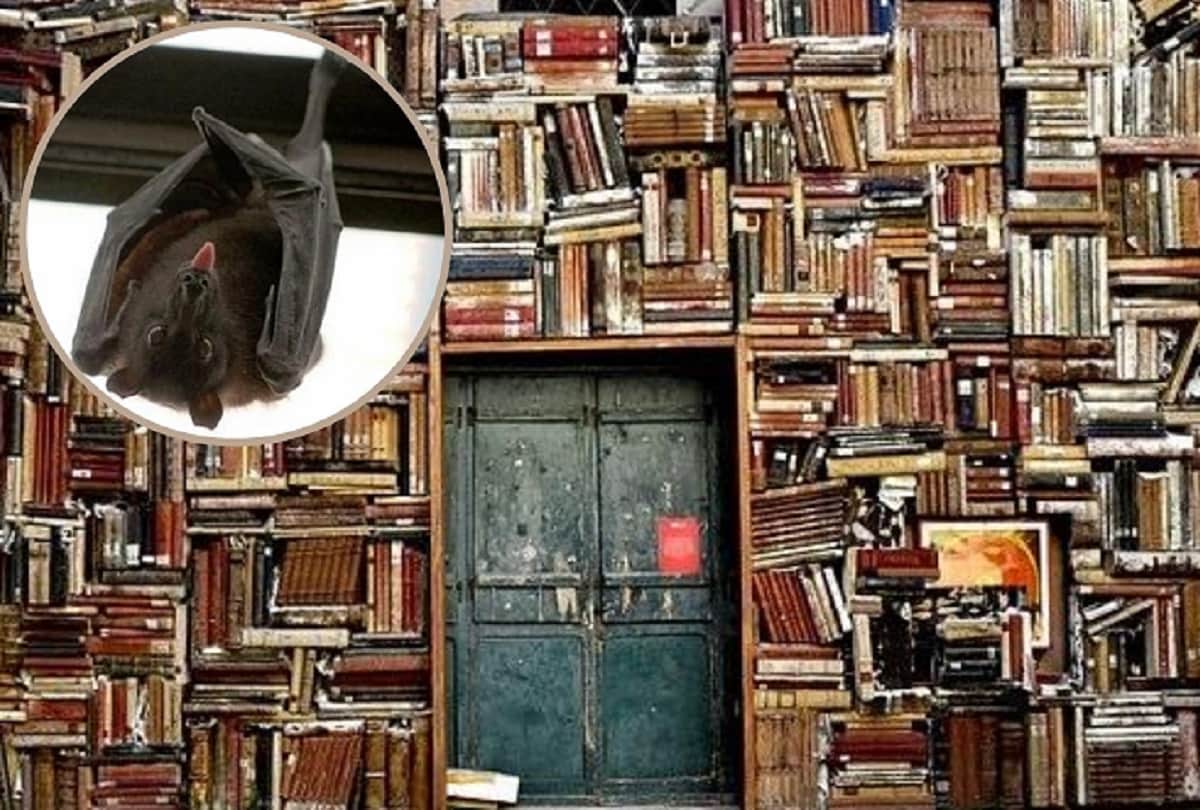 interesting facts about portugal unique library where bats acts as pest control