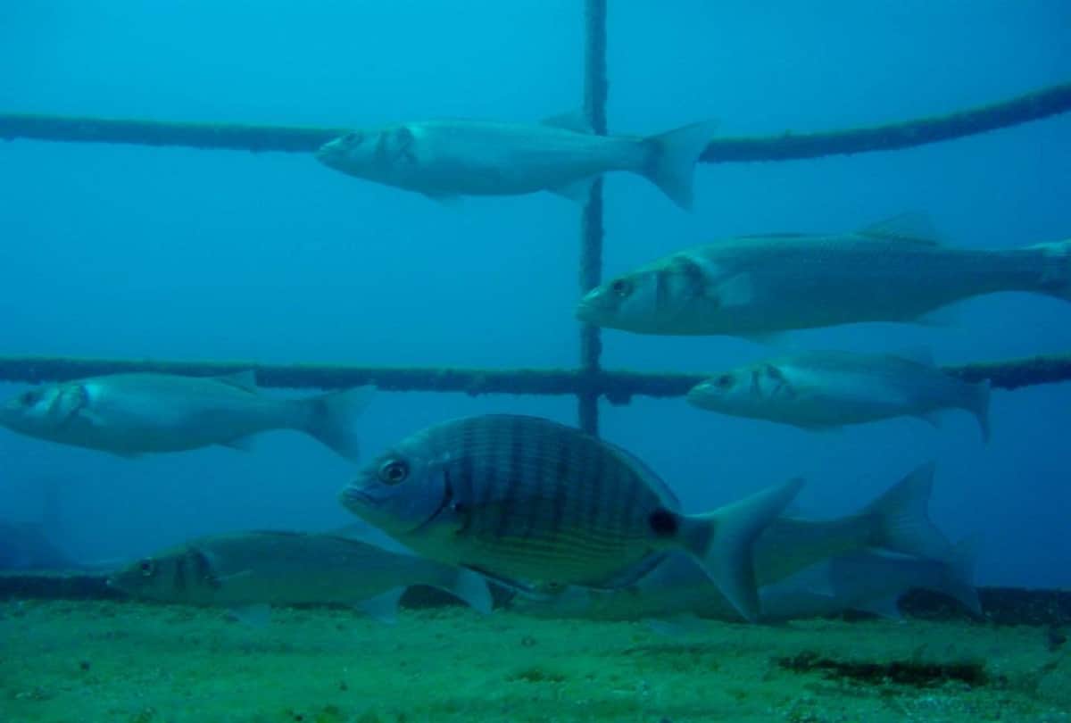 interesting facts about portugal unique library where bats acts as pest control