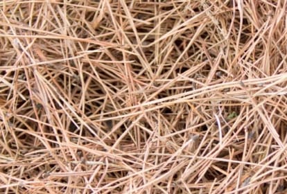 Himachal govt considering production of compressed bio gas from pine leaves