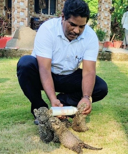 Three cubs of guldar found in the field