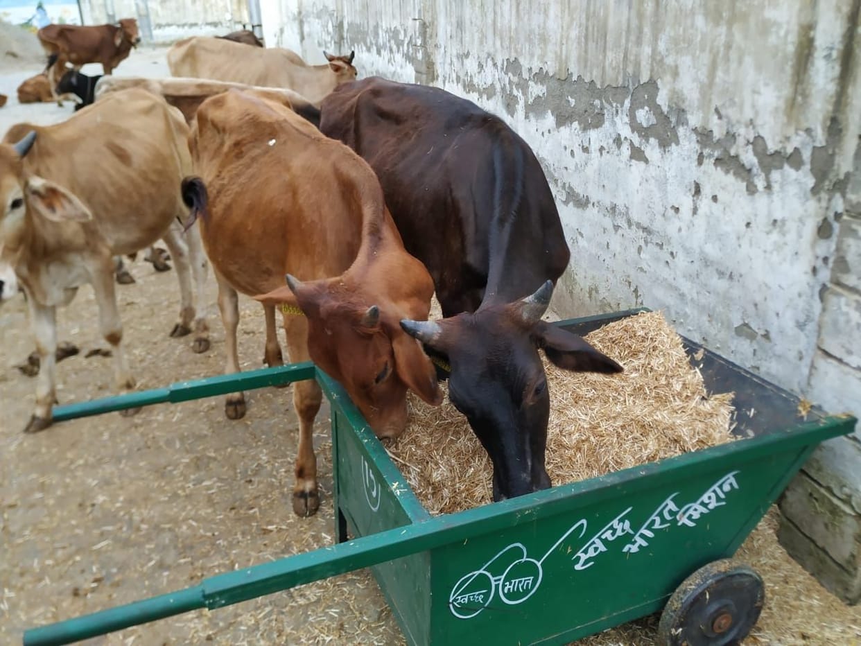 Straw being given green fodder to cow dynasty